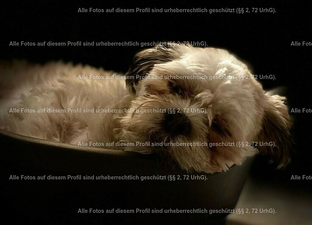 acec1e96f195b978aac8b7cf15ece61b | krollfotografie - Realisiert mit Pictrs.com