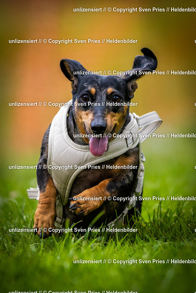 Sven Pries | 2025-04-13 - Hunderennen Baden-Baden - Realisiert mit Pictrs.com