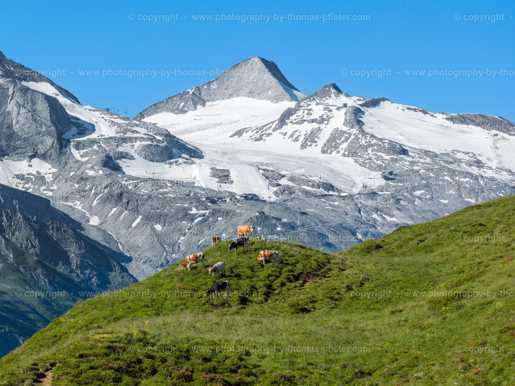 Kühe vor Gletscher im Sommer copyright  Thomas Pfister-2 | PHOTOGRAPHY BY THOMAS PFISTER