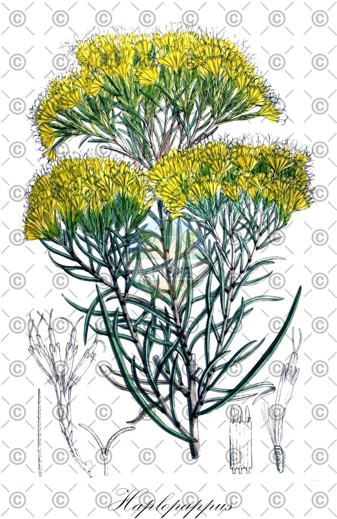 HistAbb_wfo-0001241527_1_ENZY_Simple | Historische Abbildung von Haplopappus - Asteraceae | Historical Illustration of Haplopappus - Asteraceae