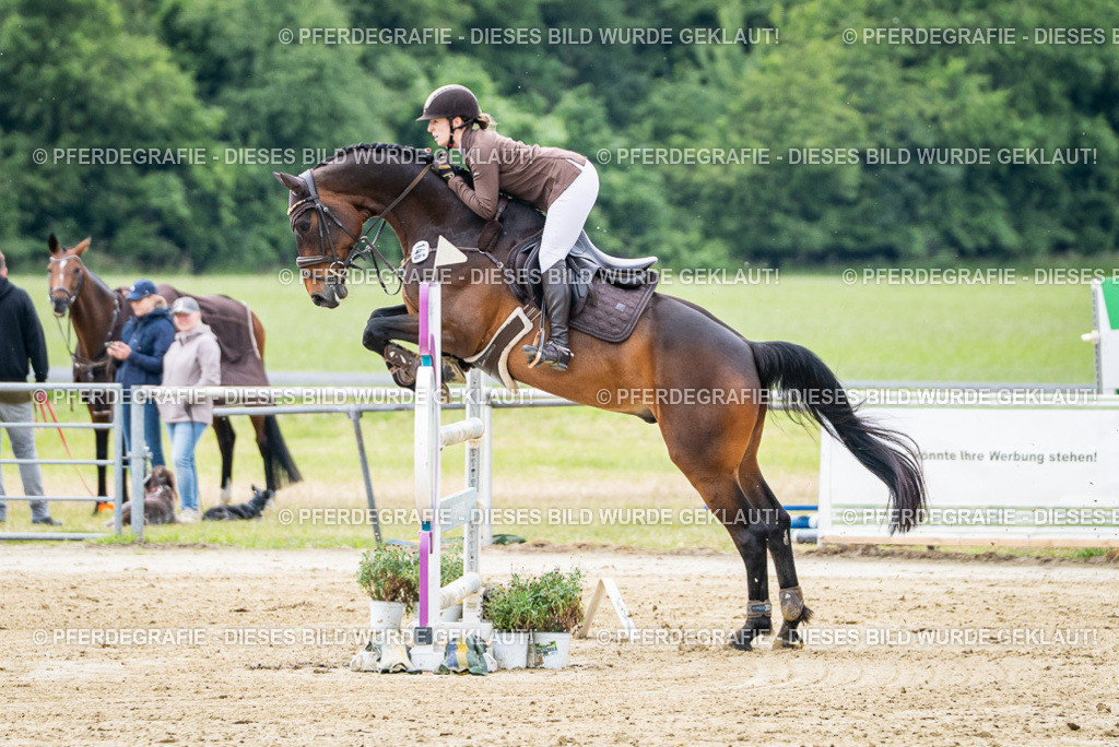 DSC04985 | Pferdegrafie