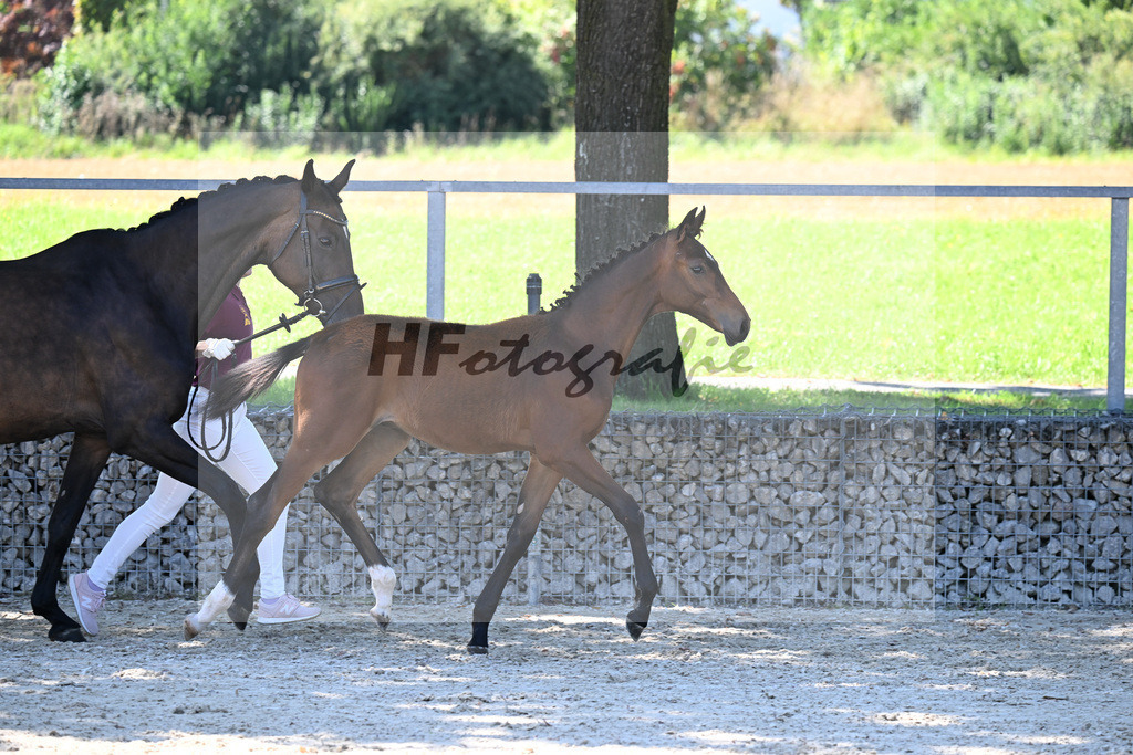 Kat-Nr. 1 Benicio x Rosengold_HF_Setzen_26250251 | hf-fotografie - Realisiert mit Pictrs.com
