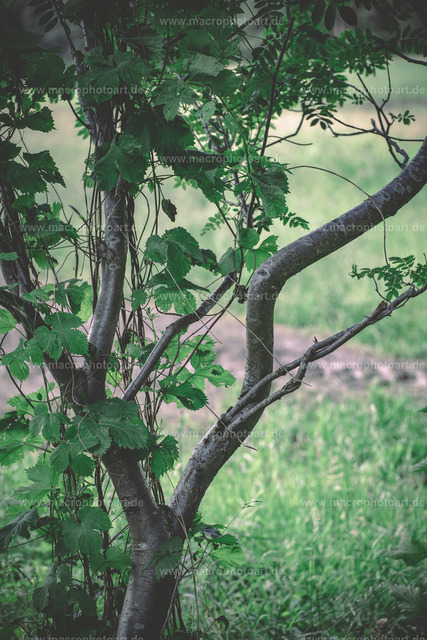 Natürlicher Wuchs | Ein Baum wächst nicht immer nach Plan - Realisiert mit Pictrs.com