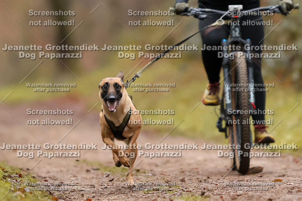Dog Paparazzi - Speedhunter Mannheim  2025-41 | Dog Paparazzi Jeanette Grottendiek Fotografie & Videografie