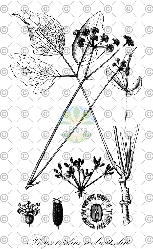 HistAbb_EMP_14783_7_ALPEN_Simple | Historische Abbildung von Physotrichia welwitschii - Apiaceae | Historical Illustration of Physotrichia welwitschii - Apiaceae