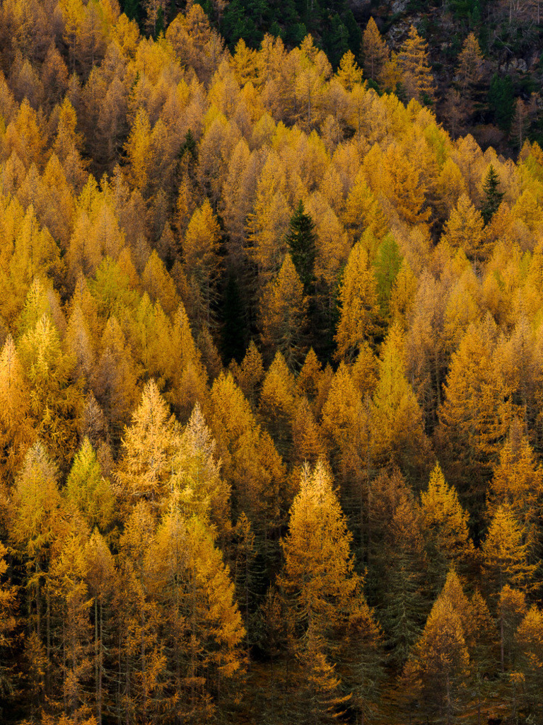 SilvanoPedrett_preview_Baum-16 | silvanopedrett - Realisiert mit Pictrs.com