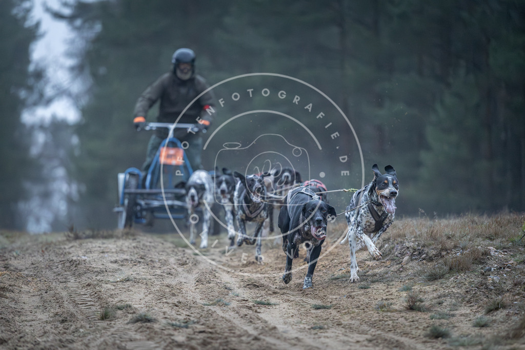 Pfotenfotografie_DV3A0113 | Hundefotografie, Tierfotograf, Pfotenfotografie, Fotoshooting Hund, Hunde Portrait, Hundesport, Hundeportraits, Heideshooting, Hunde, Sportfotograf, Hundefotograf, Turnierhundsport, THS,  - Realisiert mit Pictrs.com