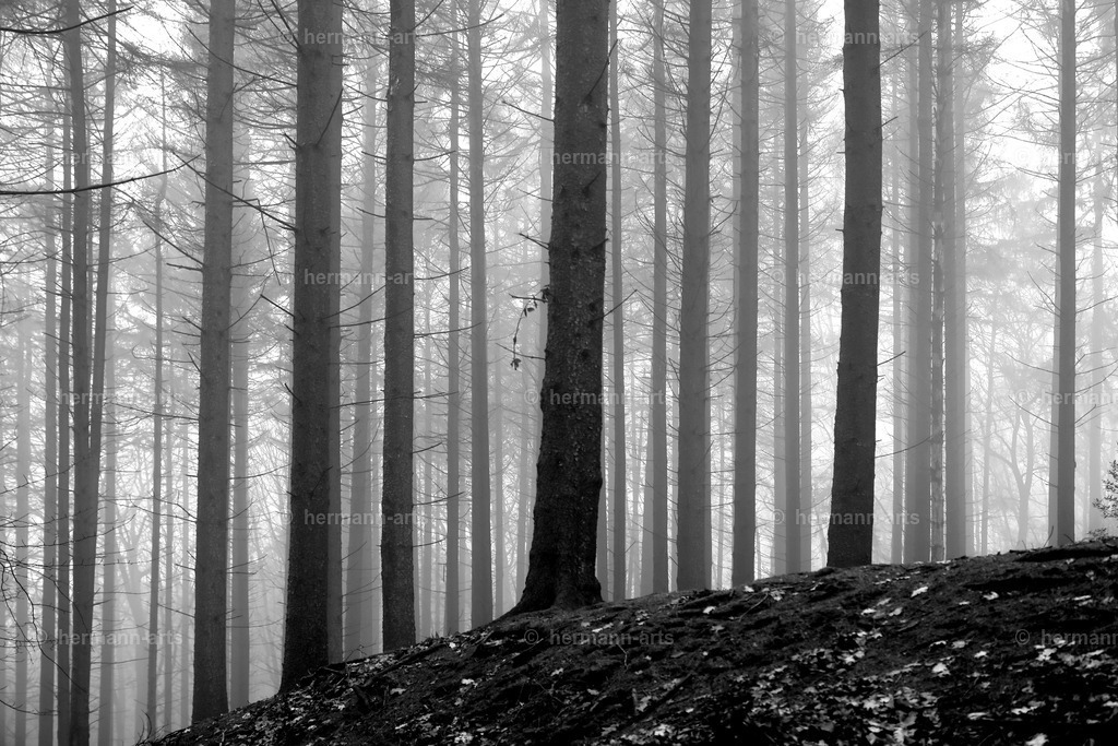 Trees_fine_Art_0063 | Photo Foto Kunst Art schwarzweiss Bilder Rheine Münster Berlin Blumen 