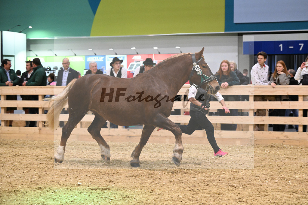 Kat-Nr. 15 Edelfee v. Vestus_Strauss_1260248 | hf-fotografie - Realisiert mit Pictrs.com