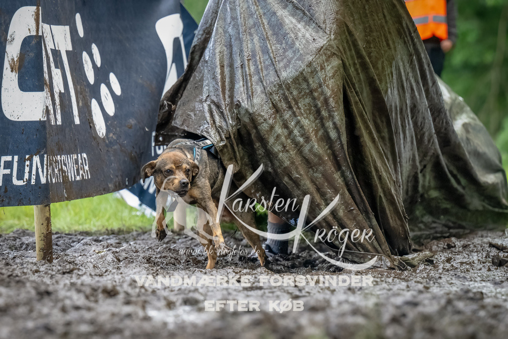 1152_ZZ94650-Bearbeitet | kk-dogfotos