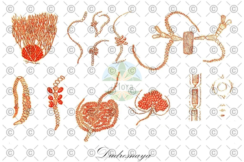 HistAbb_48MY_3_ENZY_Simple | Historische Abbildung von Dudresnaya - Dumontiaceae (0) | Historical Illustration of Dudresnaya - Dumontiaceae (0)