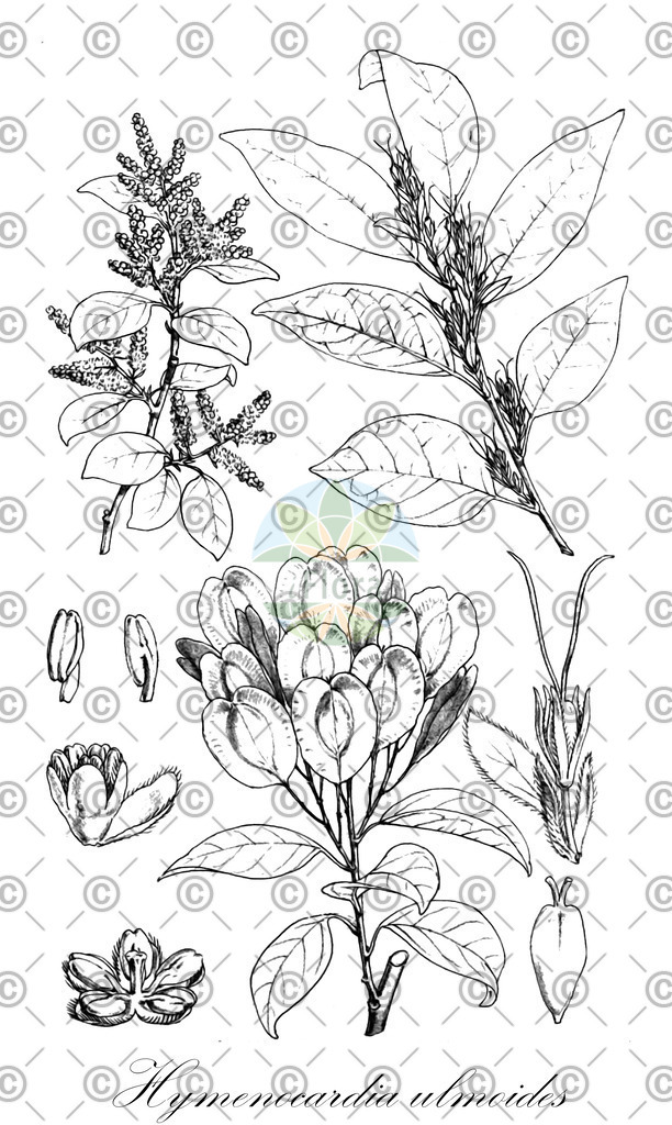 HistAbb_wfo-0000216107_1_ENZY_Simple | Historische Abbildung von Hymenocardia ulmoides - Phyllanthaceae | Historical Illustration of Hymenocardia ulmoides - Phyllanthaceae