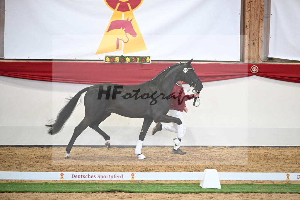 Kat.-Nr. 49 v. Debutant PS_Greim_2250155 | hf-fotografie - Realizzato con Pictrs.com