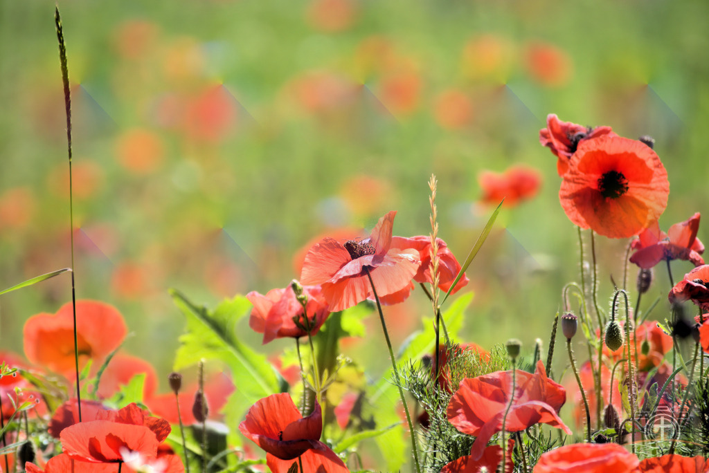 BW-Mohn-0003 | Entdecken Sie eine vielfältige Auswahl individueller Fotos zum Kauf auf picturalux.de. Finden Sie hochwertige Bilder für Ihre Projekte, die Ihre Botschaft perfekt unterstreichen. Stöbern Sie jetzt und verleihen Sie Ihren Inhalten das gewisse Etwas! - Realisiert mit Pictrs.com