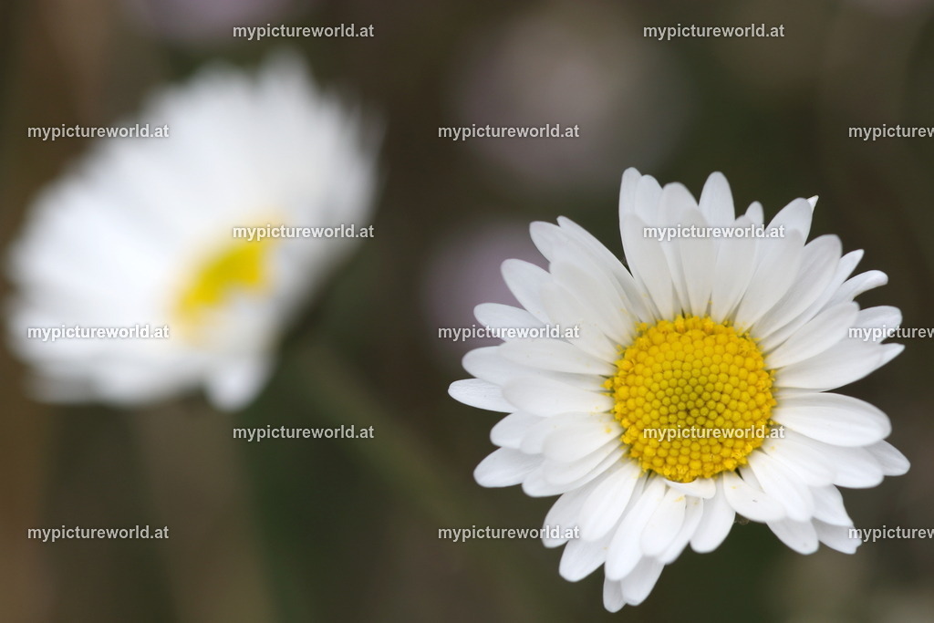 Herbst-Gänseblümchen-002 | Das Bilderarchiv über Tiere, Planzen und Landschaften. In der Bilddatenbank finden Sie ein große Auswahl an hochwertigen Bilder für Ihre Werbung - Realisiert mit Pictrs.com
