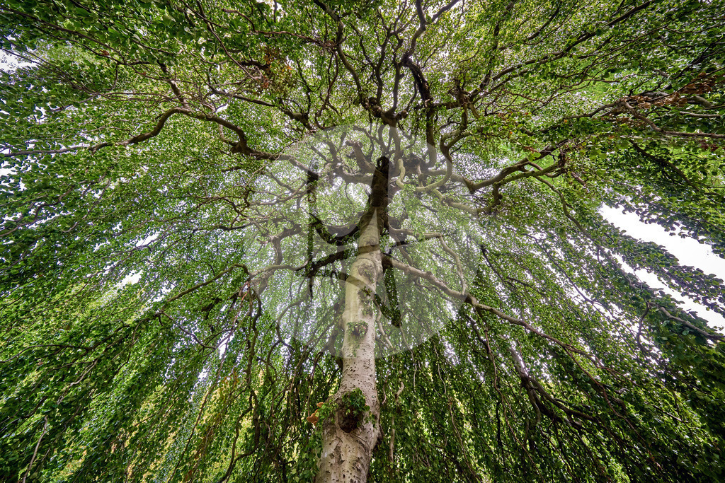 Grünes Wolfenbüttel - Lessingstadt Wolfenbüttel in Niedersachsen, Deutschland | Meurer Shop - Realisiert mit Pictrs.com