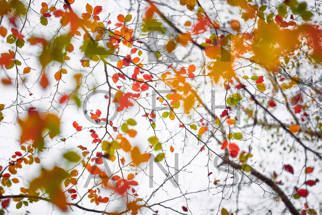 Ein Hans Fineart Original | Entdecke die Kunst von Hans Fineart - Fotografien für dein Zuhause. Verwandle deine Wände mit einzigartigen Kunstwerken und bringe die Schönheit der Welt in dein Leben. Bestelle jetzt und schaffe einen Ort der Inspiration und Eleganz.