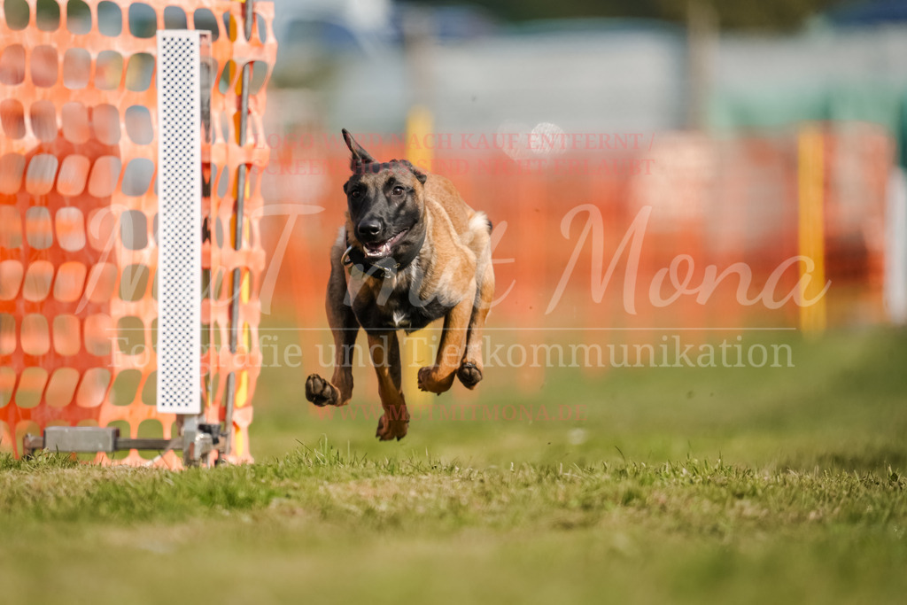 20250928_Hunderennen-304 | MuT (Mensch und Tier) mit Mona - Fotografie und Tierkommunikation - Realisiert mit Pictrs.com