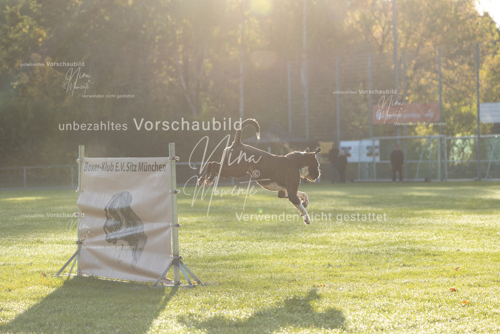 _16A6103 | Einzigartige Fotos von Hunden & Menschen –Actionfotos, Portraits, Vereinsaufnahmen & Paarshootings – authentisch, lebendig & mit Herz.