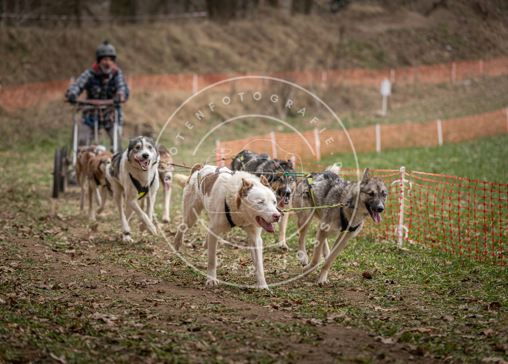 Pfotenfotografie_DV3A6483 | Hundefotografie, Tierfotograf, Pfotenfotografie, Fotoshooting Hund, Hunde Portrait, Hundesport, Hundeportraits, Heideshooting, Hunde, Sportfotograf, Hundefotograf, Turnierhundsport, THS,  - Realisiert mit Pictrs.com