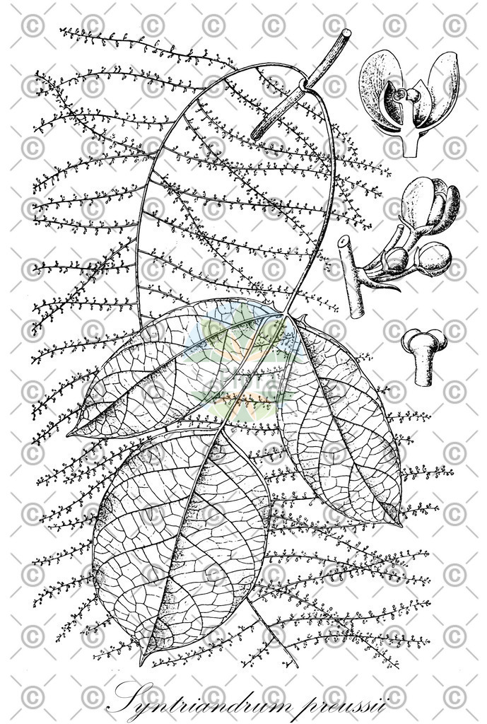 HistAbb_wfo-0001191362_1_ENZY_Simple | Historische Abbildung von Syntriandrum preussii - Menispermaceae | Historical Illustration of Syntriandrum preussii - Menispermaceae