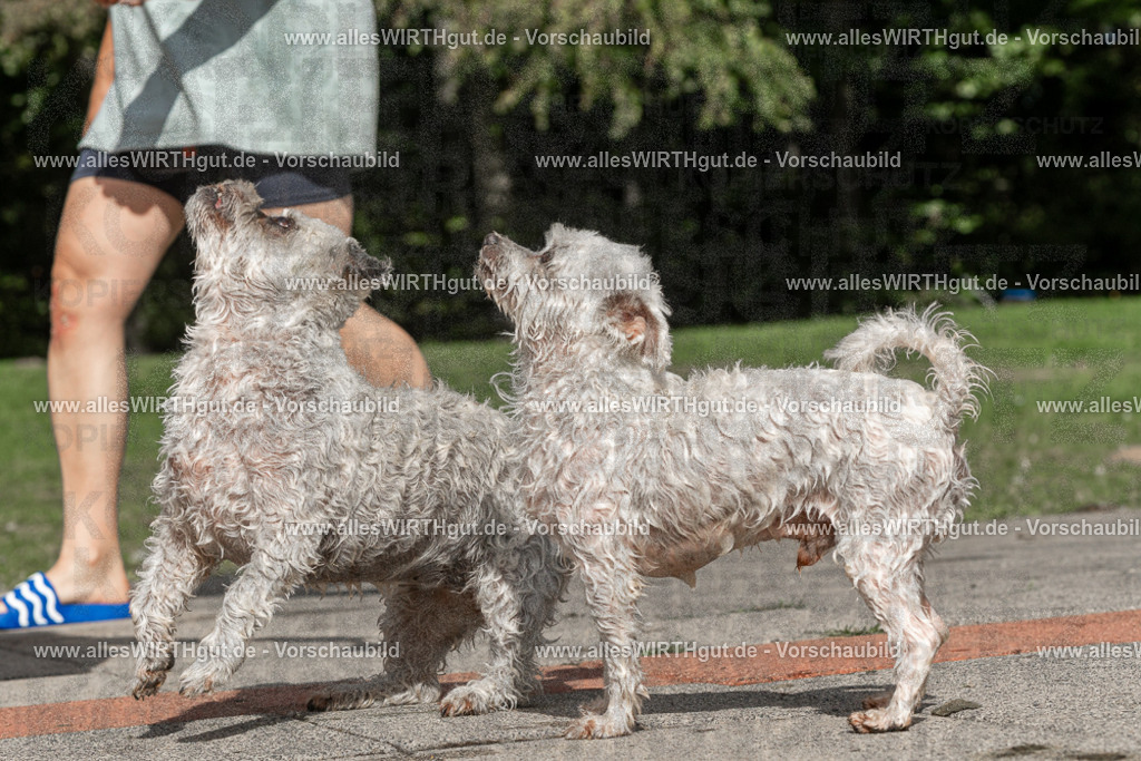 Hundeschwimmen_Volksbad_2026-allesWIRTHgut_Tierfotografie-2609061519-FAY07185 | Professionelle Tierfotografie in Mönchengladbach von Daniel Wirth (allesWIRTHgut). Liebevolle & natürliche Bilder von Hunden & Katzen für unvergessliche Erinnerungen.