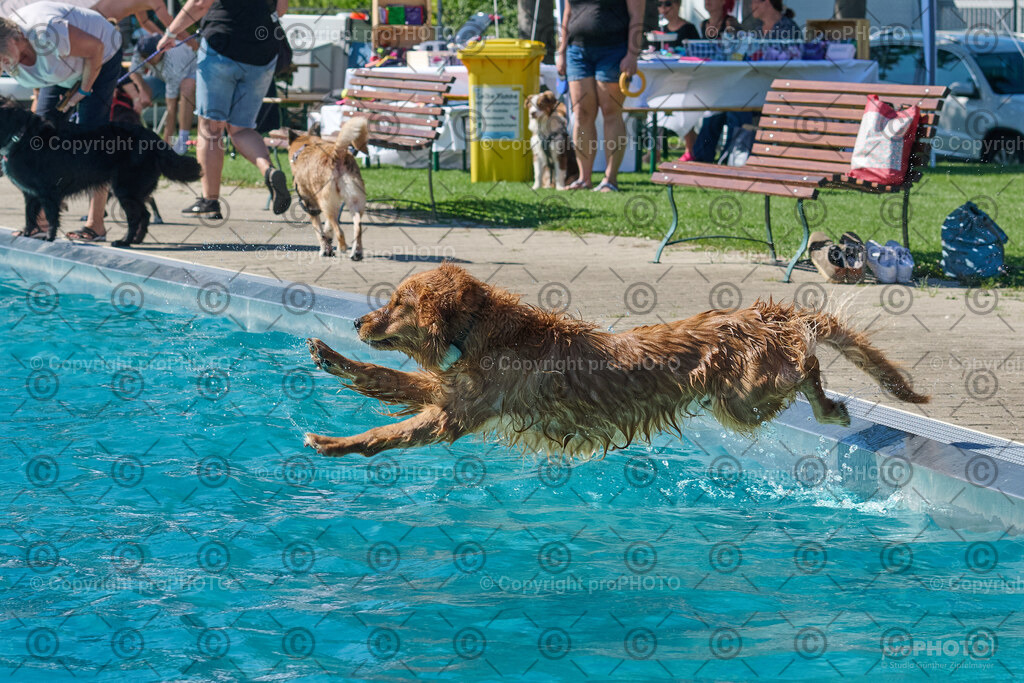 147_202509_4Hundebadetag_NZ9_2601 | proPHOTO - Realisiert mit Pictrs.com