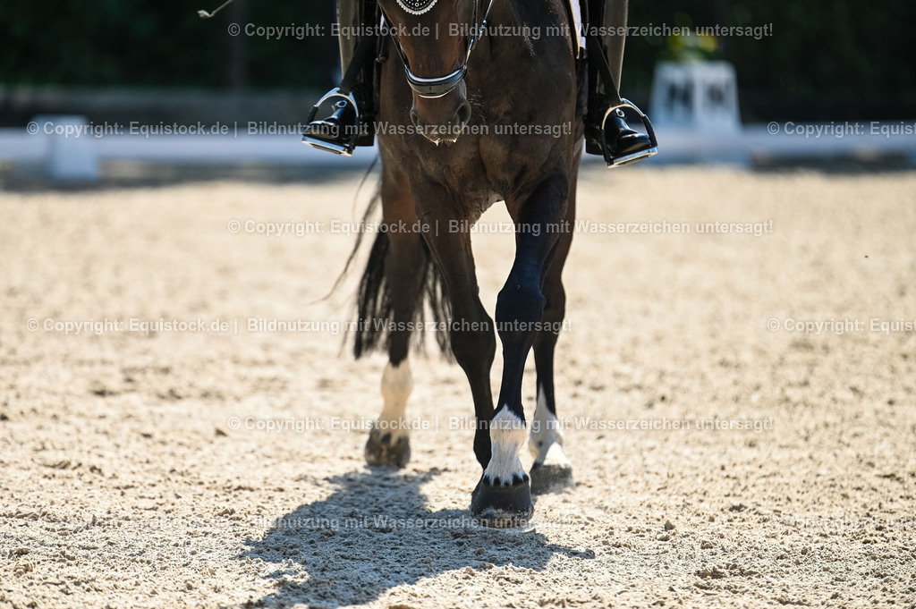 20230908_06_Dressur-L-Trense_0673 | equistock