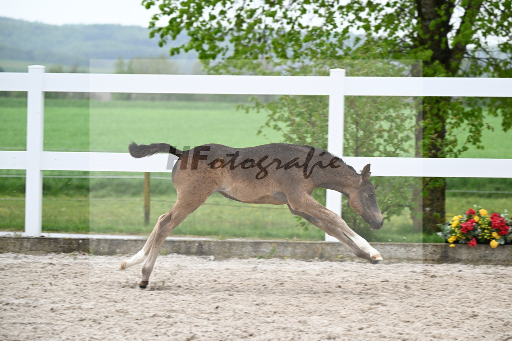 Kat-Nr. 29 SF Gold Garant x Hesselteichs Grimaldi_Bader_23261180 | hf-fotografie - Realisiert mit Pictrs.com