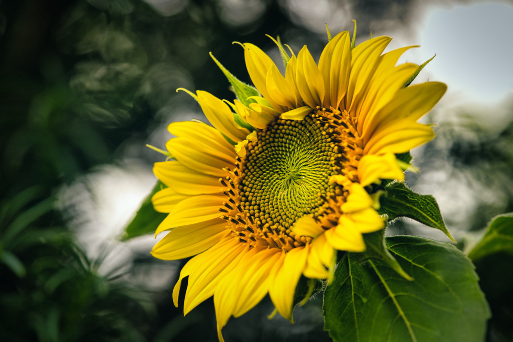 DSC03951 | die schönsten Bilder aus Wald und Wiese, sowie Streifzüge durch den Garten mit der gesamten Blumen & Insektenwelt.   - Realisiert mit Pictrs.com