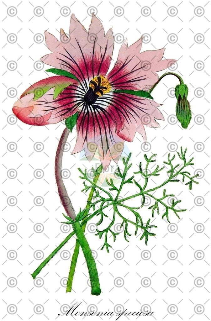 HistAbb_wfo-0000245713_1_ENZY_Simple | Historische Abbildung von Monsonia speciosa - Geraniaceae | Historical Illustration of Monsonia speciosa - Geraniaceae