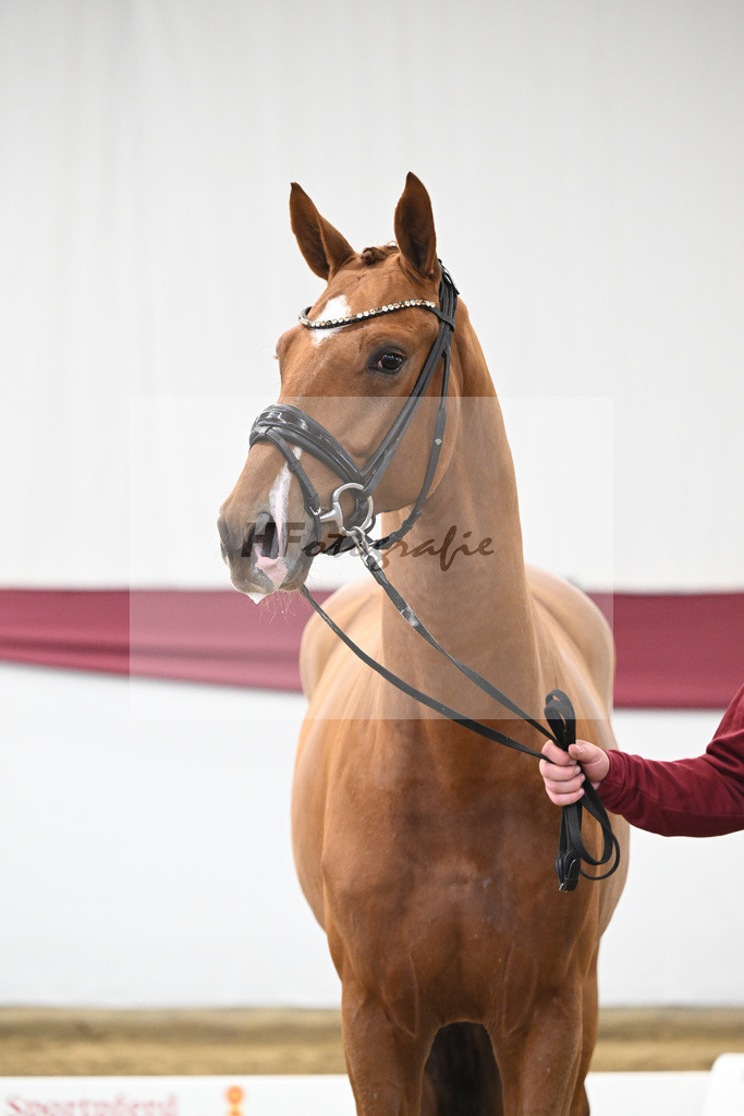 Kat-Nr. 27 Escaneno x Diamond Hit_Schulze Averdiek Sportpferde und Aufzucht GbR_47250879 | hf-fotografie - Realisiert mit Pictrs.com