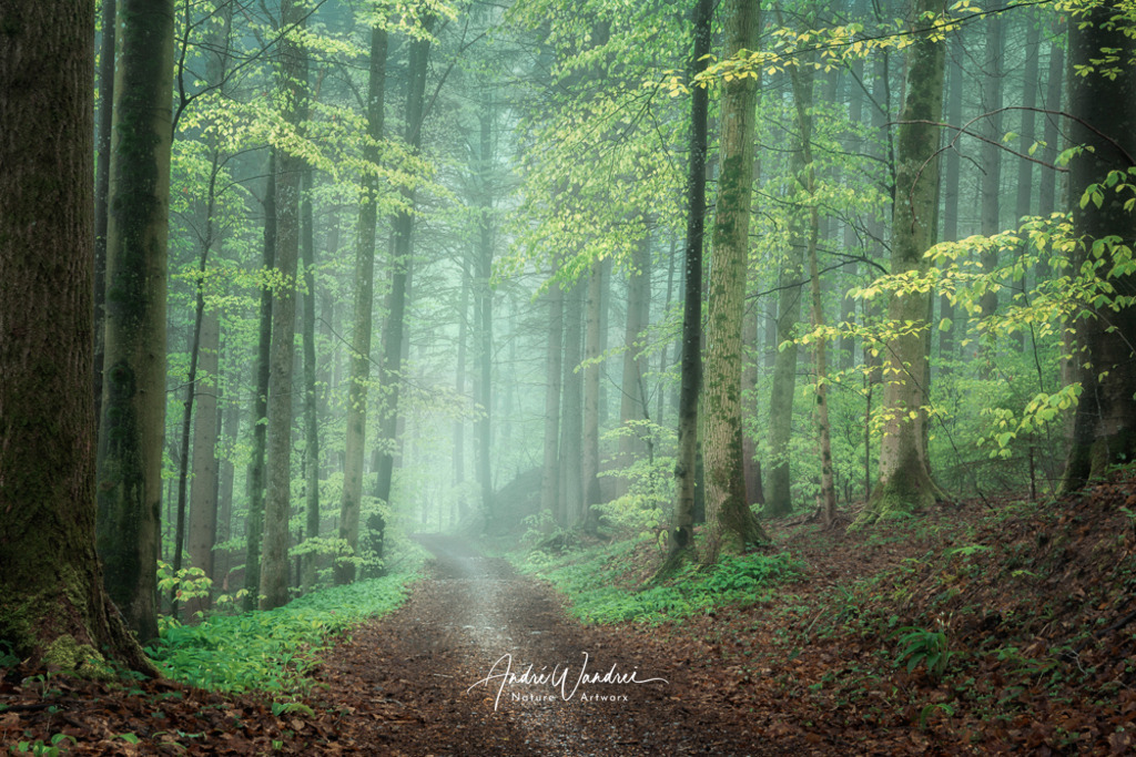 Im Nebelwald | Andre Wandrei - Nature Artworx - Realisiert mit Pictrs.com