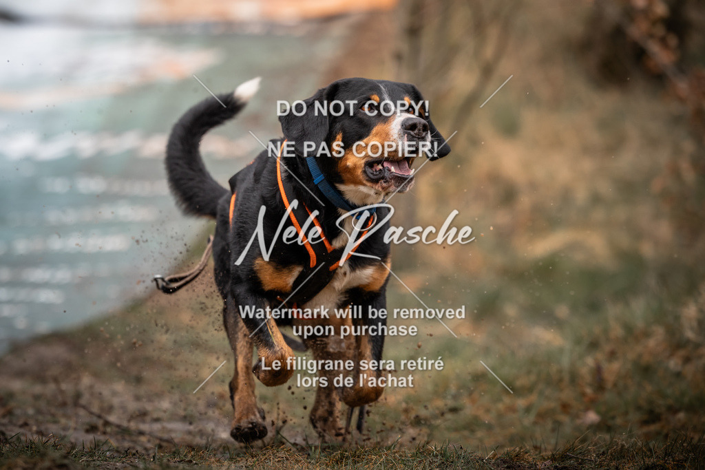 nelerasche_1030-1100_289 | nelerasche