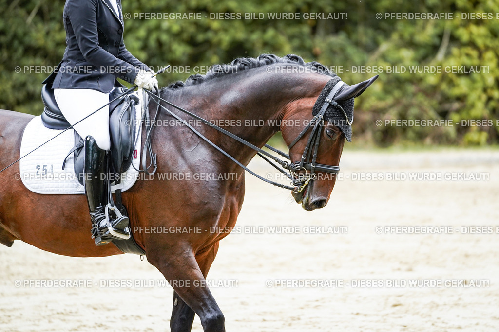 DSC09726 | Pferdegrafie