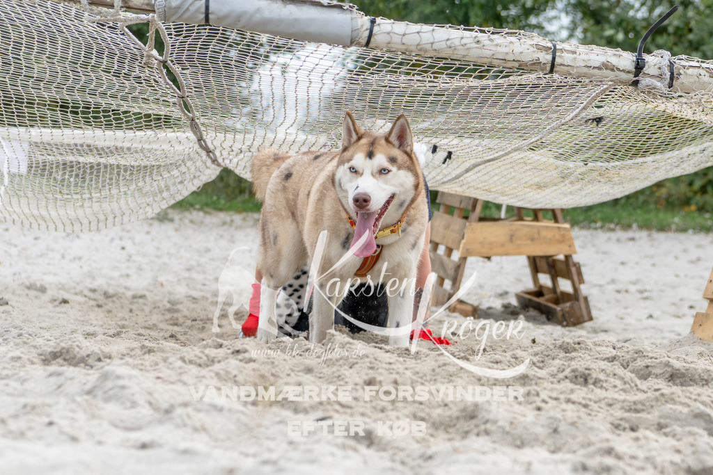1510_ZZ93275 | kk-dogfotos