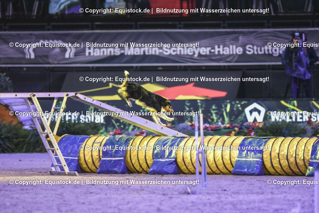 20231115_Dog-Agility_0139_TOMsPiC | Foto: Thomas Hartig