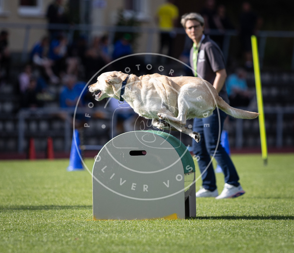 Pfotenfotografie_DV3A2161 | Hundefotografie, Tierfotograf, Pfotenfotografie, Fotoshooting Hund, Hunde Portrait, Hundesport, Hundeportraits, Heideshooting, Hunde, Sportfotograf, Hundefotograf, Turnierhundsport, THS,  - Realisiert mit Pictrs.com