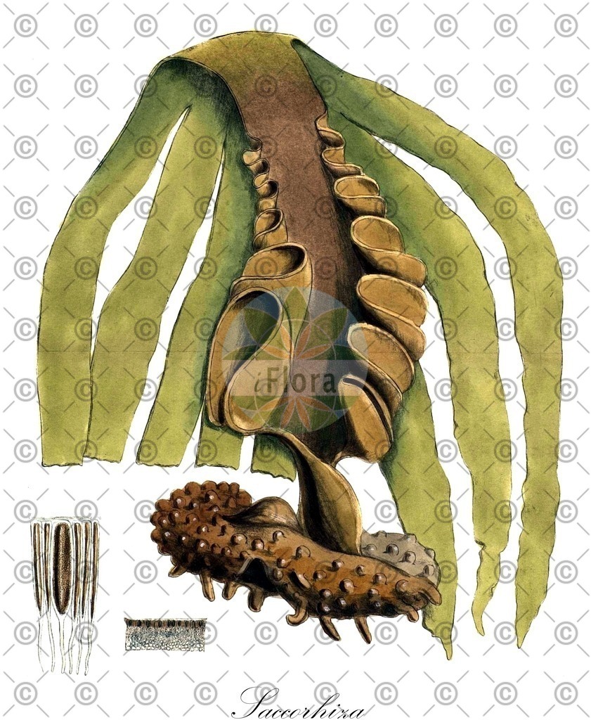 HistAbb_wfo-0000497466_1_ENZY_Simple | Historische Abbildung von Saccorhiza - Hippocrepinoidea (0) | Historical Illustration of Saccorhiza - Hippocrepinoidea (0)