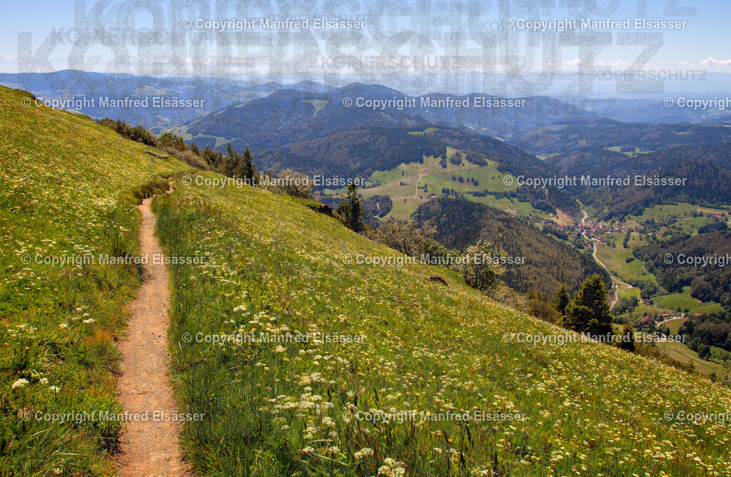 Belchen 160623-109N2 | Wald, Ruhe, Erholung, Abschalten, relaxen, Augenoasen, Kraft tanken, Waldbaden, Stress reduzieren, Bäume, Kirschblüten, Frühlingswald, Sonne im Wald, Licht im Wald, Herbstwald, Waldwege, Gebirgswald, Wasser im Wald, Felsen im Wald, - Realisiert mit Pictrs.com