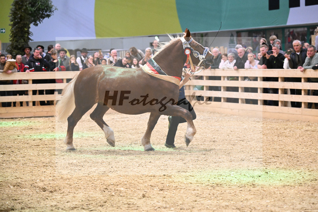 Kat-Nr. 33 Finesse G v. Schmauzenberg_Grandauer_1260814 | hf-fotografie - Realisiert mit Pictrs.com