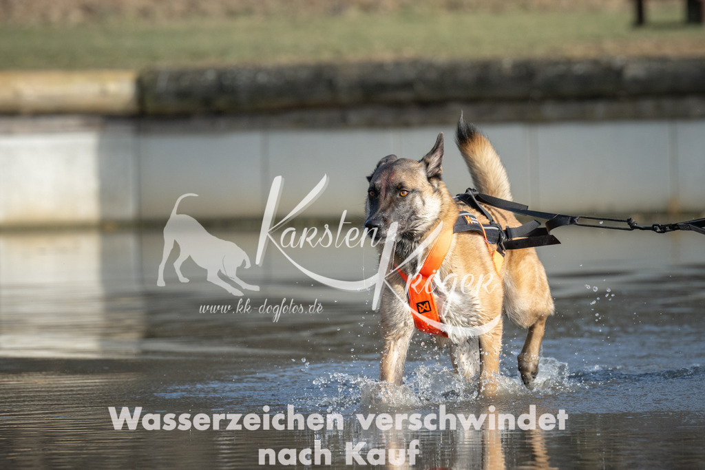 1523_ZZ91628 | kk-dogfotos