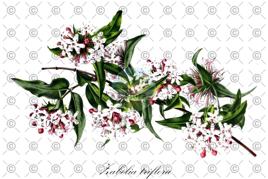 HistAbb_wfo-0000615429_1_ENZY_Simple | Historische Abbildung von Zabelia triflora - Caprifoliaceae | Historical Illustration of Zabelia triflora - Caprifoliaceae