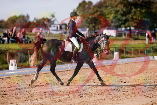 2026_10_03_Siefer-Hof_120039_Z81_02702411 | Professionelle Reitsport-, Turnier- und Eventfotografie von Robert Broda. Galerien mit ausgewählten und bearbeiteten Bildern direkt online ansehen und bestellen.