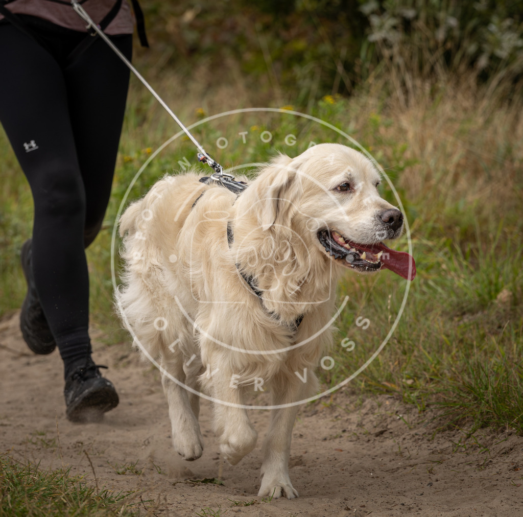 Pfotenfotografie_DV3A7343 | Hundefotografie, Tierfotograf, Pfotenfotografie, Fotoshooting Hund, Hunde Portrait, Hundesport, Hundeportraits, Heideshooting, Hunde, Sportfotograf, Hundefotograf, Turnierhundsport, THS,  - Realisiert mit Pictrs.com
