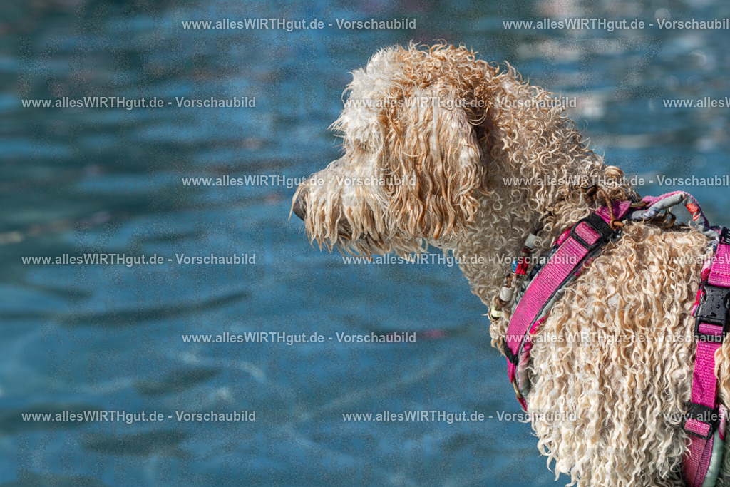 Hundeschwimmen_Volksbad_2026-allesWIRTHgut_Tierfotografie-2609061235-FAY06510 | Professionelle Tierfotografie in Mönchengladbach von Daniel Wirth (allesWIRTHgut). Liebevolle & natürliche Bilder von Hunden & Katzen für unvergessliche Erinnerungen.