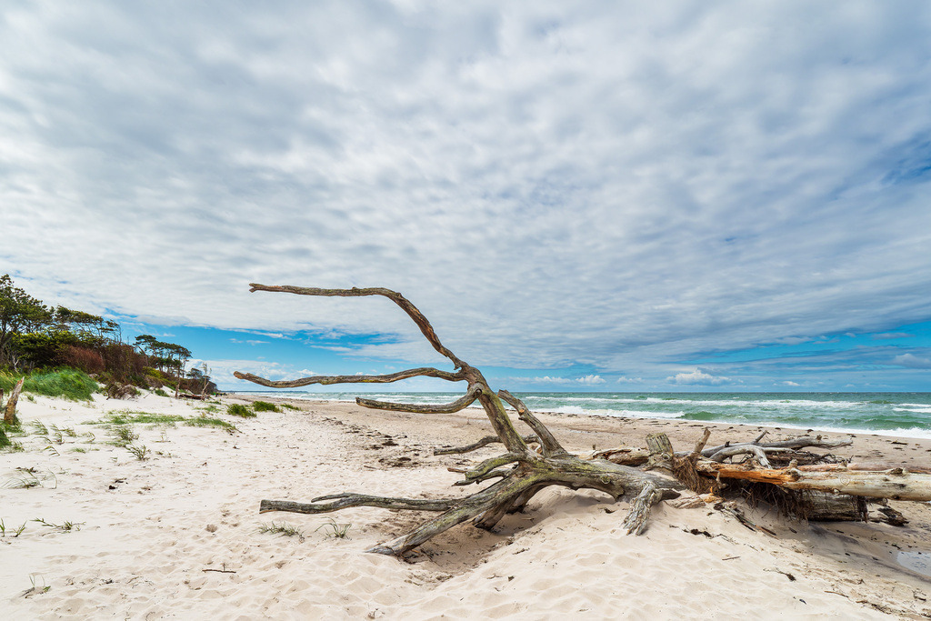 Der Weststrand mit Baumstamm auf dem Fischland-Darß | Der Weststrand mit Baumstamm auf dem Fischland-Darß.