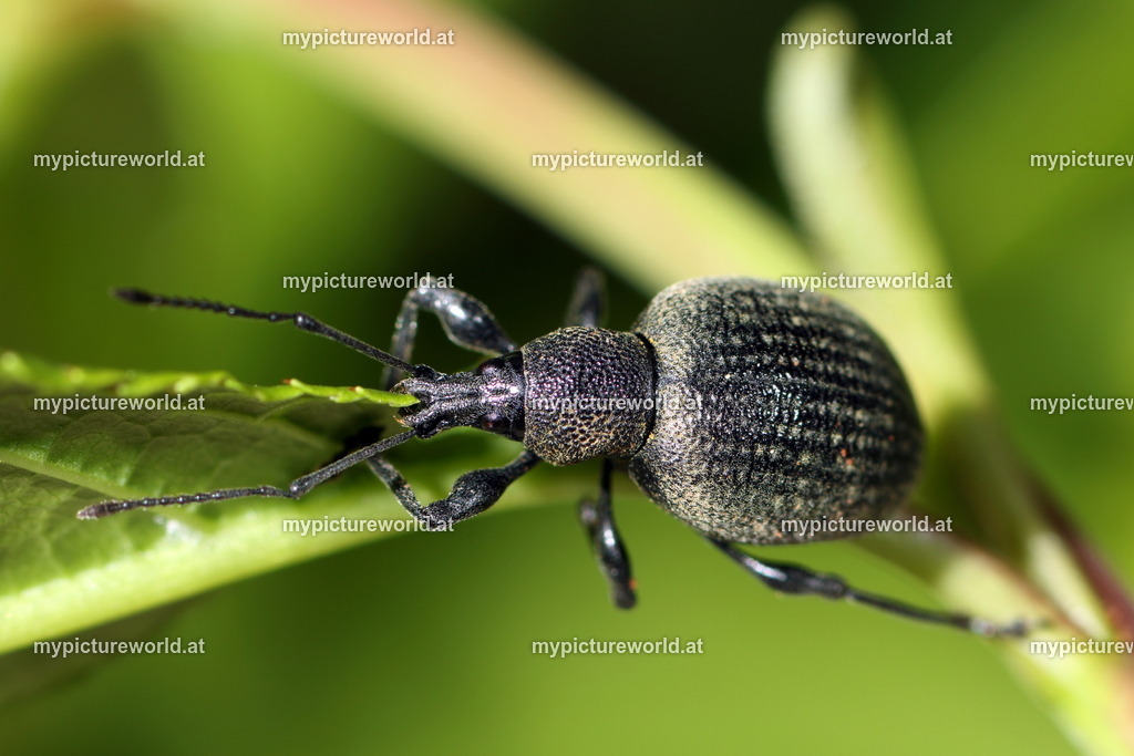 Othyorhynchus armadillo-003 | Das Bilderarchiv über Tiere, Planzen und Landschaften. In der Bilddatenbank finden Sie ein große Auswahl an hochwertigen Bilder für Ihre Werbung - Realisiert mit Pictrs.com