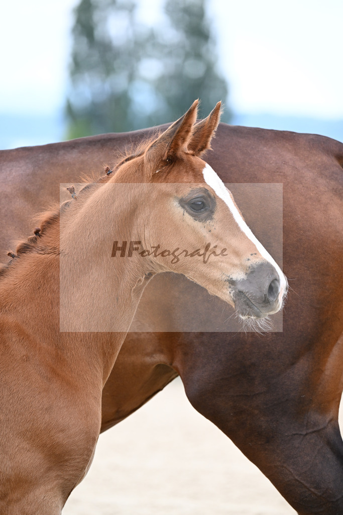 Kat-Nr. 13 Esmeraldo x Question d Honneur B_SF_Mayer_14250001 | hf-fotografie - Realisiert mit Pictrs.com