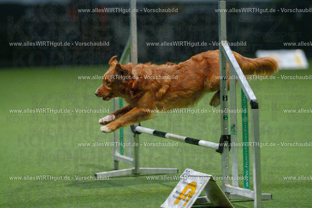 7R509649 | Professionelle Tierfotografie in Mönchengladbach von Daniel Wirth (allesWIRTHgut). Liebevolle & natürliche Bilder von Hunden & Katzen für unvergessliche Erinnerungen.